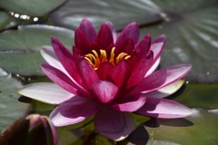 De Waterroos: Voor een gediplomeerd natuurgeneeskundig therapeut, energetisch therapeut, magnetiseur, paranormaal therapeut, healer in Gooi en Eemland, autisme PDD-NOS, Asperger De Waterroos: Voor een gediplomeerd natuurgeneeskundig therapeut, energetisch therapeut, magnetiseur, paranormaal therapeut, healer in Gooi en Eemland, autisme PDD-NOS, Asperger